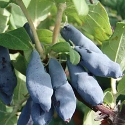 Жимолость съедобная НИМФА (ГАММА) — описание сорта Жимолость съедобная НИМФА (ГАММА) в Москве