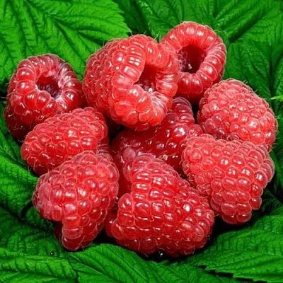 Саженцы малины оптом  Саженцы малины оптом в Москве