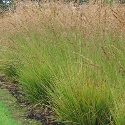 Молиния ПОЛ ПЕТЕРСОН голубая в Москве