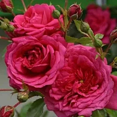 Саженцы роз ЛАГУНА плетистая  Саженцы роз ЛАГУНА плетистая в Москве