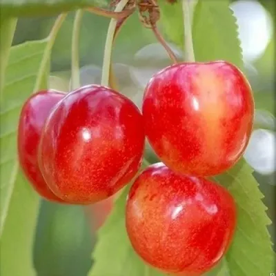 Черешня БРЯНСКАЯ РОЗОВАЯ — описание сорта Черешня БРЯНСКАЯ РОЗОВАЯ в Москве