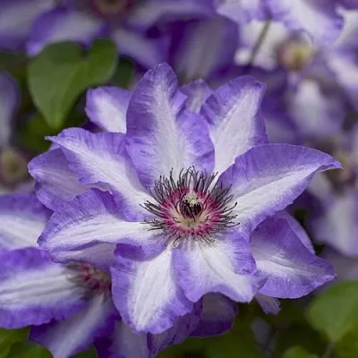 Клематис МОНИНГ СКАЙ  Клематис МОНИНГ СКАЙ в Москве