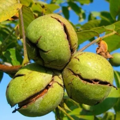 Грецкий орех ПИНСКИЙ в Москве