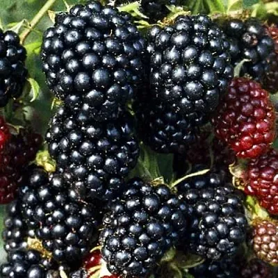 Ежевика ЭВЕРГРИН бесшипная в Москве