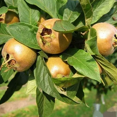 МУШМУЛА   МУШМУЛА  в Москве