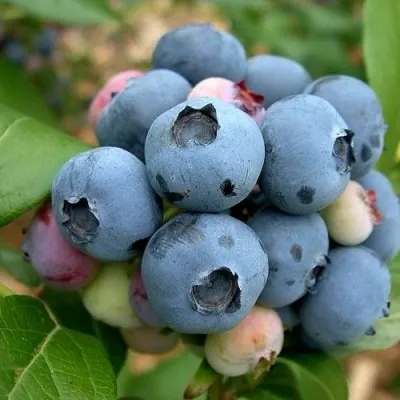 Голубика КОЛЛИНЗ — описание сорта Голубика КОЛЛИНЗ в Москве