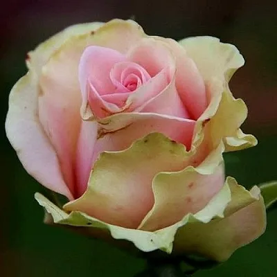 Саженцы роз ДАНСИНГ КВИН чайно-гибридная  Саженцы роз ДАНСИНГ КВИН чайно-гибридная в Москве