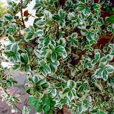 Бересклет ВАРИЕГАТУС форчуна  Бересклет ВАРИЕГАТУС форчуна в Москве