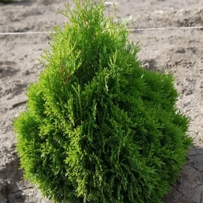 Туя МИКИ западная — описание сорта Туя МИКИ западная в Москве