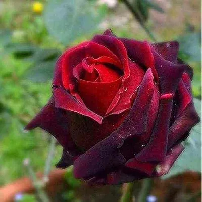 Саженцы роз НОРИТА чайно-гибридная  Саженцы роз НОРИТА чайно-гибридная в Москве