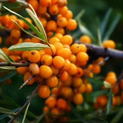 саженцы облепихи саженцы облепихи