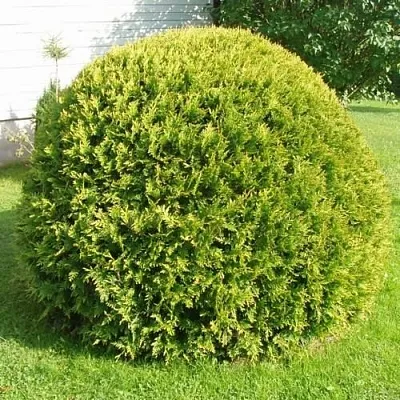 Туя ДАНИКА АУРЕА западная  Туя ДАНИКА АУРЕА западная в Москве