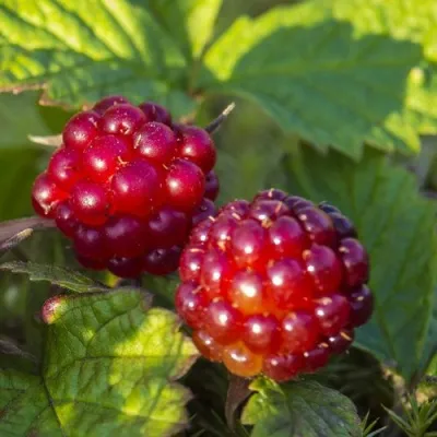 Княженика ЛИНДА в Москве