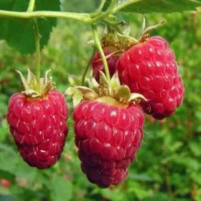 Малина ГОРДОСТЬ РОССИИ в Москве