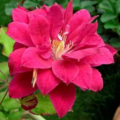 Клематис РЕД СТАР — описание сорта Клематис РЕД СТАР в Москве