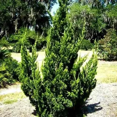 Можжевельник КАЙЗУКА китайский — описание сорта Можжевельник КАЙЗУКА китайский в Москве