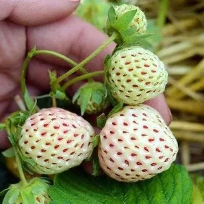 Клубника АНАНАСА ремонтантная — описание сорта Клубника АНАНАСА ремонтантная в Москве