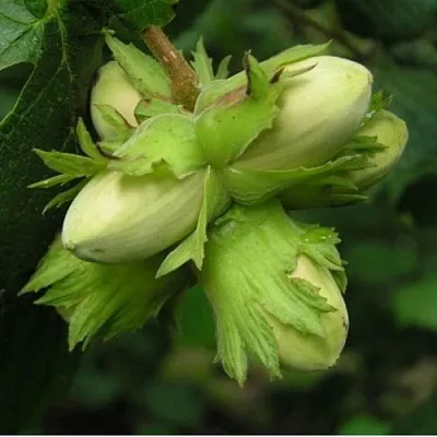 Фундук ТАМБОВСКИЙ ПОЗДНИЙ  Фундук ТАМБОВСКИЙ ПОЗДНИЙ в Москве