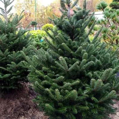 Пихта ФРАЗЕРА — описание сорта Пихта ФРАЗЕРА в Москве