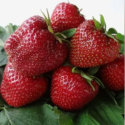 Клубника НАБИЛА  Клубника НАБИЛА в Москве