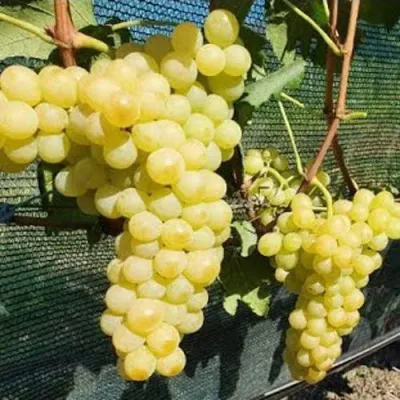 Виноград КИШМИШ ЗОЛОТЦЕ в Москве