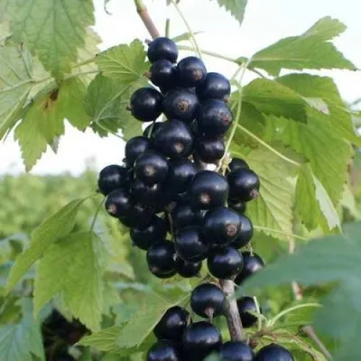 Смородина черная КОЛОННОВИДНАЯ в Москве