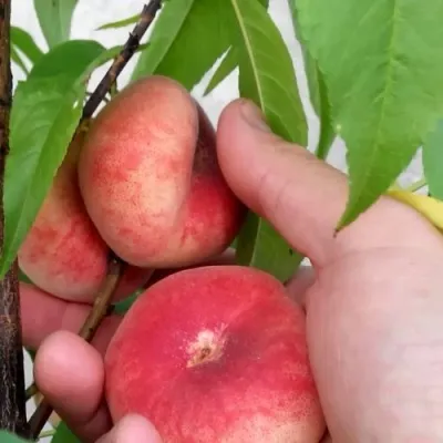 Персик САТУРН ИНЖИРНЫЙ — описание сорта Персик САТУРН ИНЖИРНЫЙ в Москве