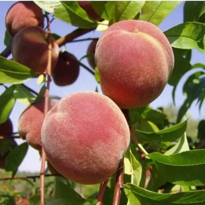 Персик ДНЕПРОВСКИЙ в Москве