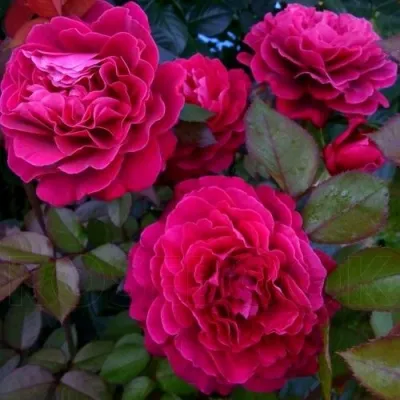 Саженцы роз БЕЛЬВЬЮ чайно-гибридная в Москве