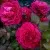 Саженцы роз БЕЛЬВЬЮ чайно-гибридная в Москве