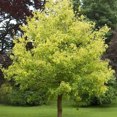 Клен ясенелистный  Клен ясенелистный в Москве