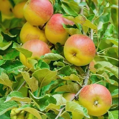 Яблоня ПАМЯТЬ БЛЫНСКОГО колонновидная  Яблоня ПАМЯТЬ БЛЫНСКОГО колонновидная в Москве