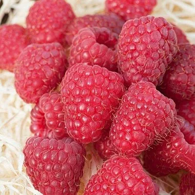 Малина МАРАСТАР в Москве