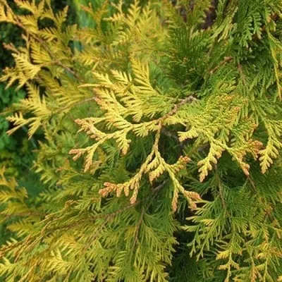 Туя ГОЛДЕН БРАБАНТ западная в Москве