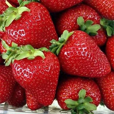 Клубника СКАЛА  Клубника СКАЛА в Москве