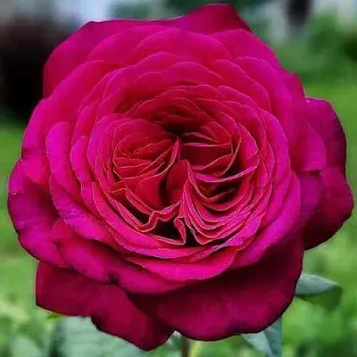 Саженцы роз ИОГАНН ВОЛЬФГАНГ ФОН ГЕТЕ чайно-гибридная  Саженцы роз ИОГАНН ВОЛЬФГАНГ ФОН ГЕТЕ чайно-гибридная в Москве