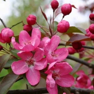 Яблоня РУДОЛЬФ декоративная  в Москве