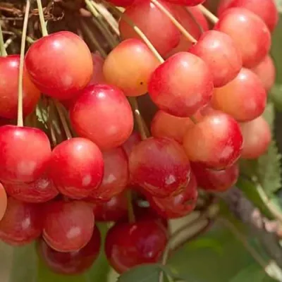 Черешня ЮЛИЯ — описание сорта Черешня ЮЛИЯ в Москве