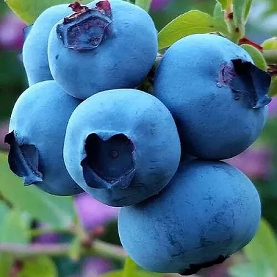 Голубика в Москве