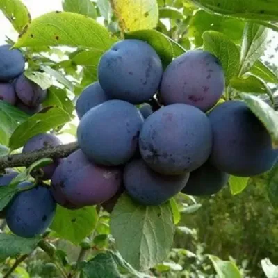 Слива КРОМАНЬ — описание сорта Слива КРОМАНЬ в Москве