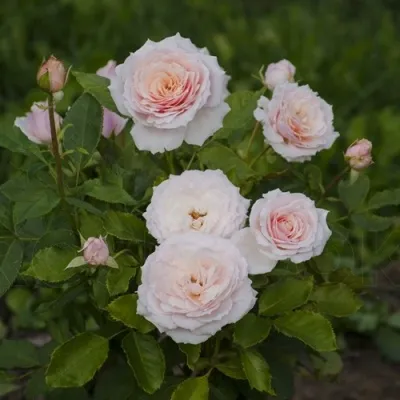 Саженцы роз ТСУМУГИ японская в Москве