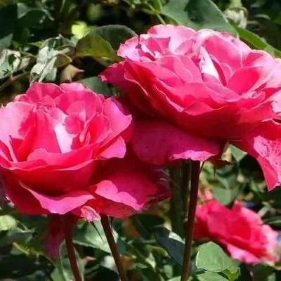 Саженцы роз ВИЕН РОУЗ чайно-гибридная в Москве