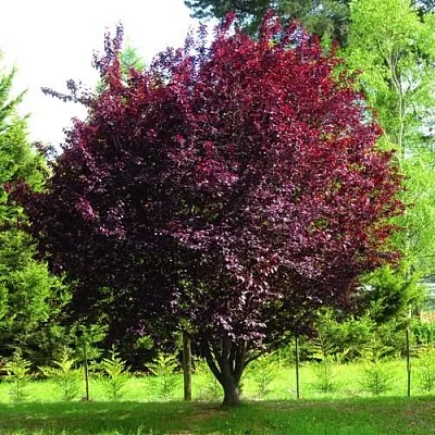 Декоративная  Декоративная в Москве