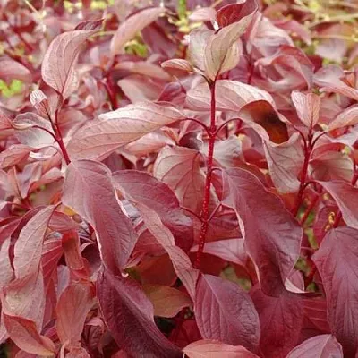 Дерен КРАСНЫЙ  Дерен КРАСНЫЙ в Москве