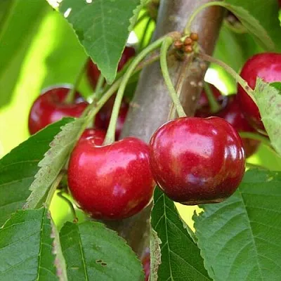 Черешня 15-26-5 в Москве