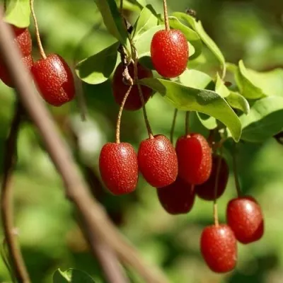 ГУМИ (ЛОХ МНОГОЦВЕТКОВЫЙ) — описание сорта ГУМИ (ЛОХ МНОГОЦВЕТКОВЫЙ) в Москве