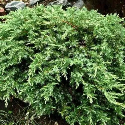 Можжевельник ШЛЯГЕР прибрежный — описание сорта Можжевельник ШЛЯГЕР прибрежный в Москве