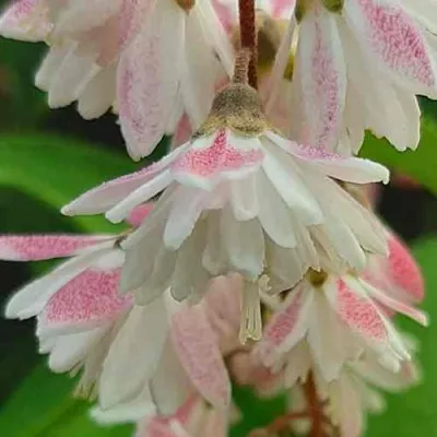 Дейция РОЗЕА ПЛЕНА — описание сорта Дейция РОЗЕА ПЛЕНА в Москве