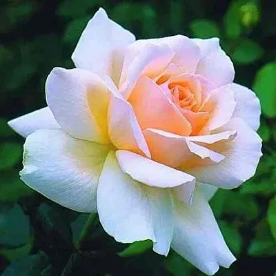 Саженцы роз ЧАНДОС БЬЮТИ чайно-гибридная  роза чайно-гибридная Чандос Бьюти в Москве