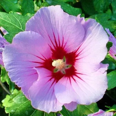 Гибискус ПИНК ФЛИРТ сирийский — описание сорта Гибискус ПИНК ФЛИРТ сирийский в Москве